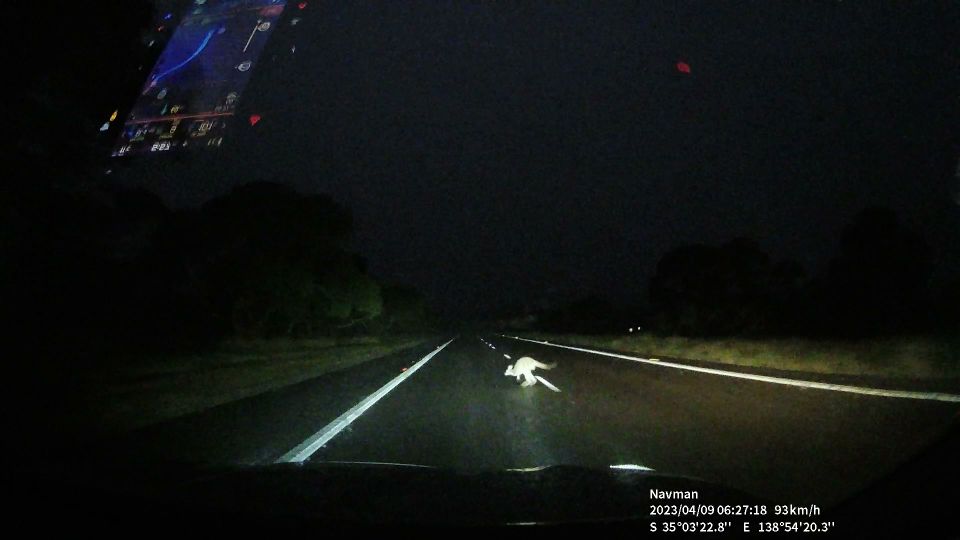 dashcam-roo1.jpg