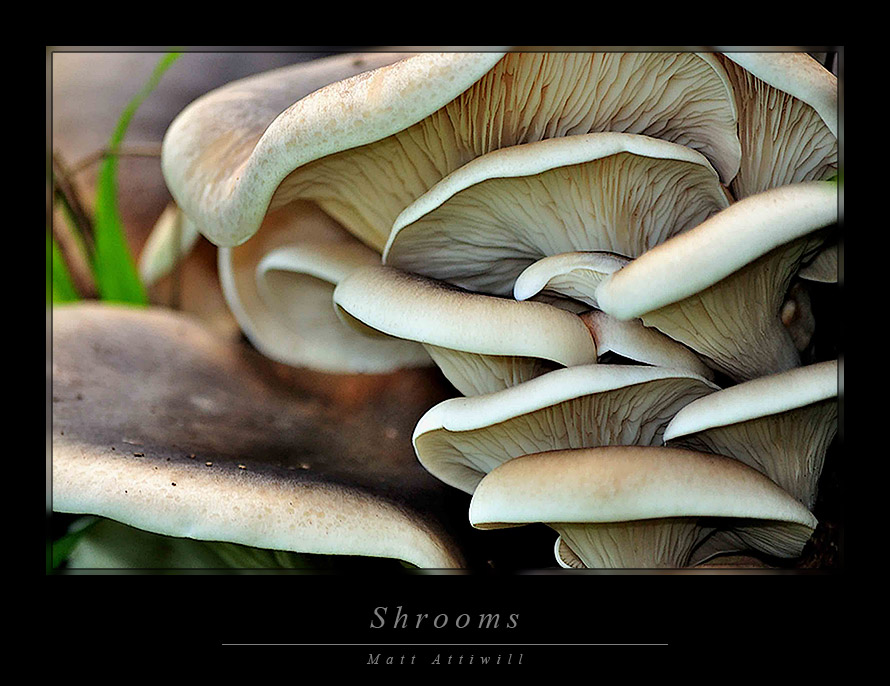 shrooms.jpg
